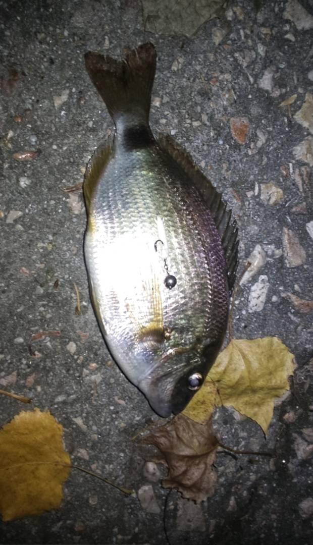 Риболовний звіт по рибі: Морський карась (Ласкирь)