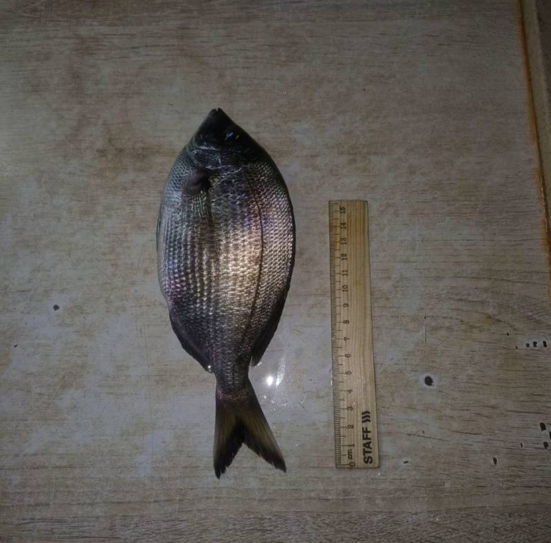 Риболовний звіт по рибі: Морський карась (Ласкирь)