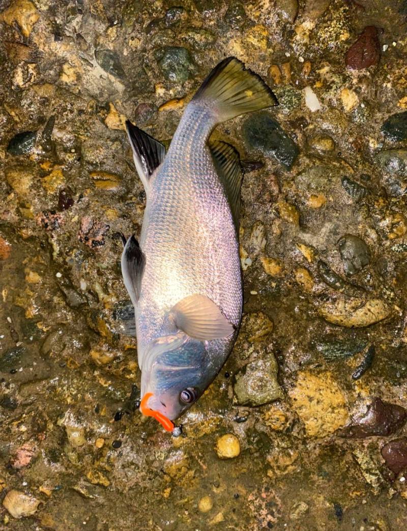 Риболовний звіт по рибі: Горбиль Сріблястий