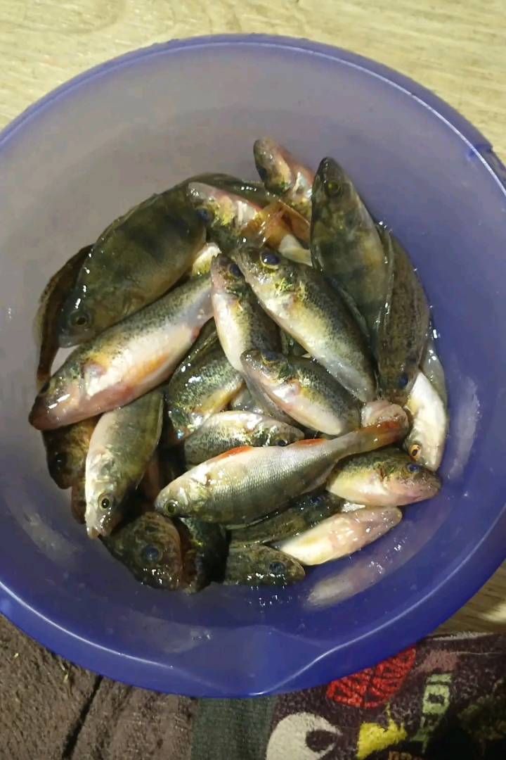 Риболовний звіт по рибі: Окунь, Йорж звичайний