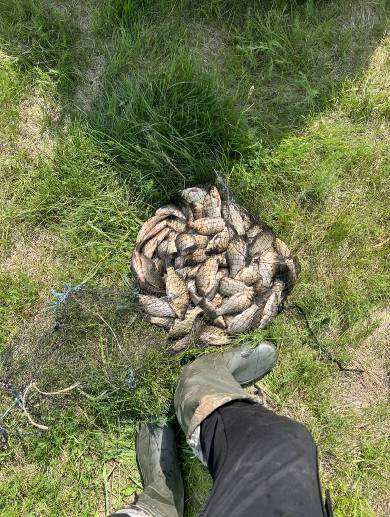 Риболовний звіт по рибі: Карась