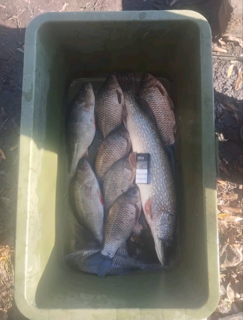 Риболовний звіт по рибі: Окунь, Щука, Карась