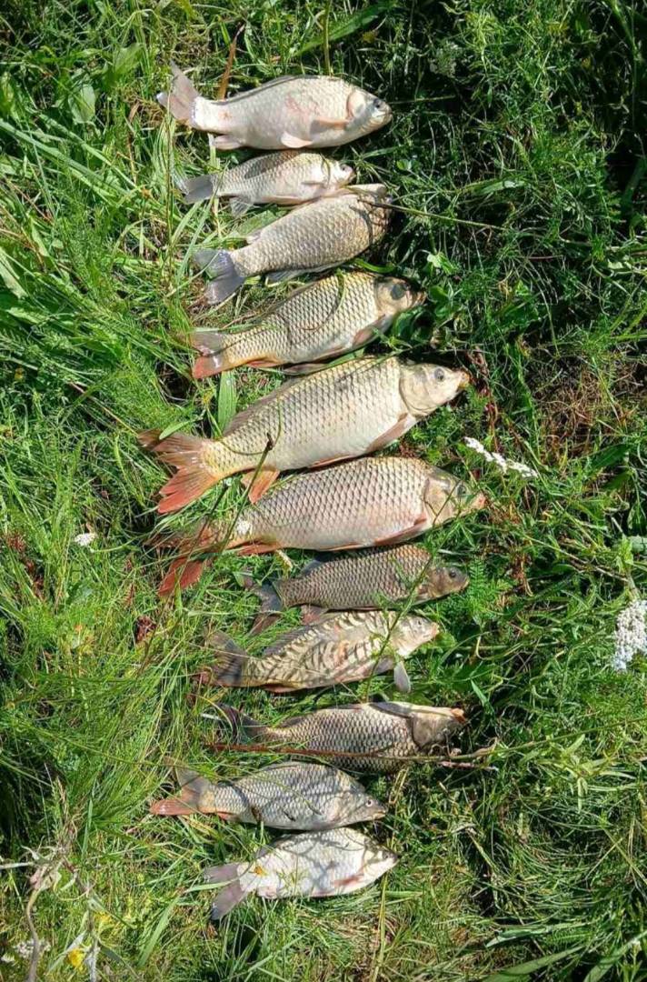 Риболовний звіт по рибі: Карась, Короп