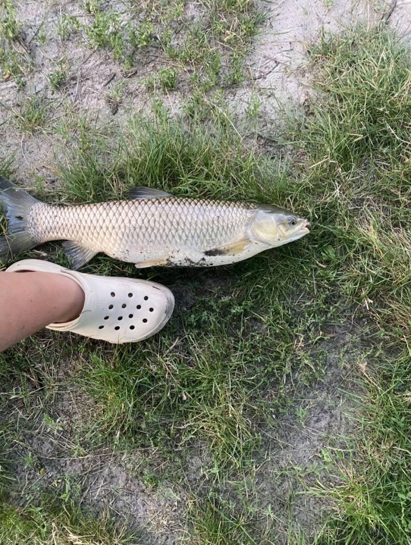 Риболовний звіт по рибі: Амур Білий