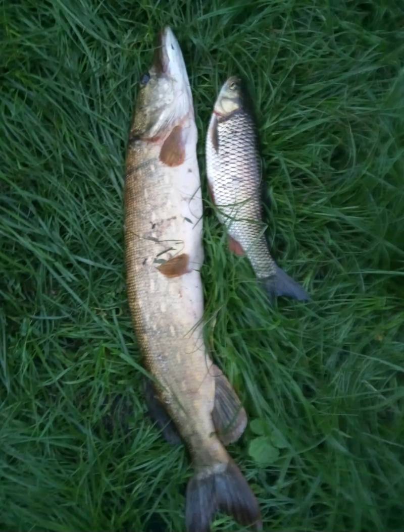 Риболовний звіт по рибі: Щука, Клень (Головень)