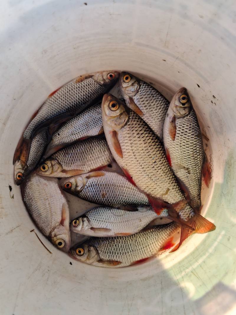 Риболовний звіт по рибі: Краснопірка, Плоскирка, Плотва