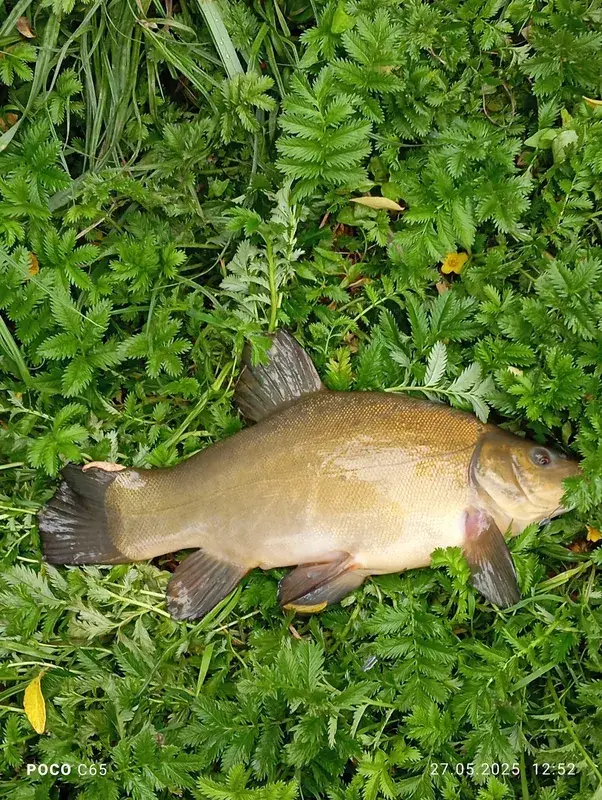 Риболовний звіт по рибі: Лин