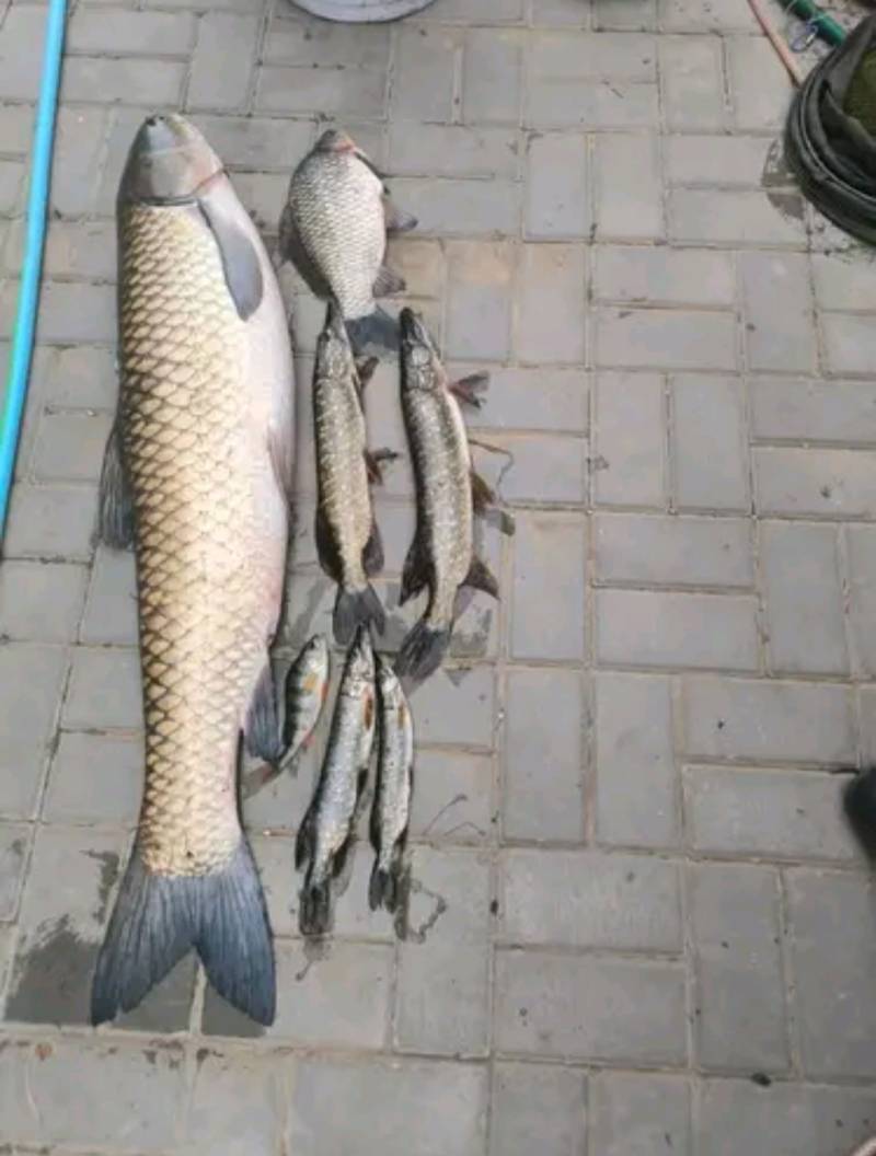 Риболовний звіт по рибі: Амур Білий, Щука, Окунь, Карась