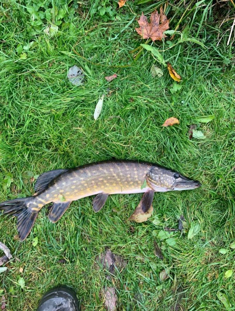 Риболовний звіт по рибі: Щука