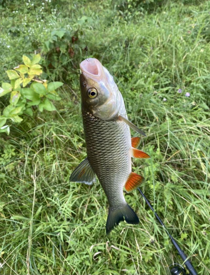 Риболовний звіт по рибі: Клень (Головень)