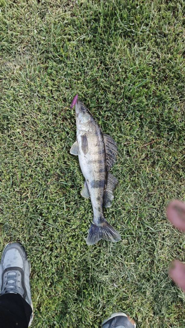 Риболовний звіт по рибі: Судак