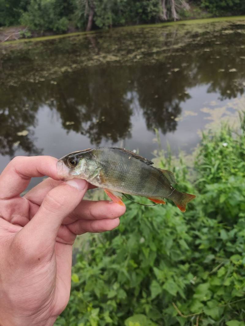 Фотозвіт риболовлі - Полтава