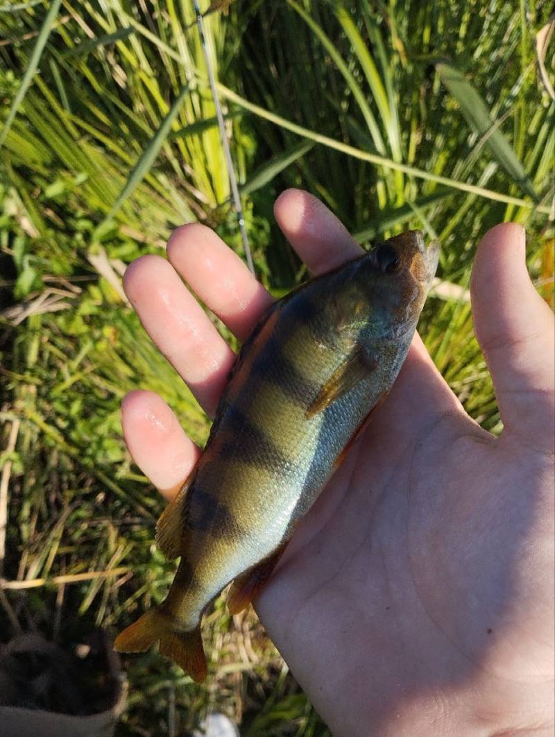 Фотозвіт риболовлі - Південний Буг