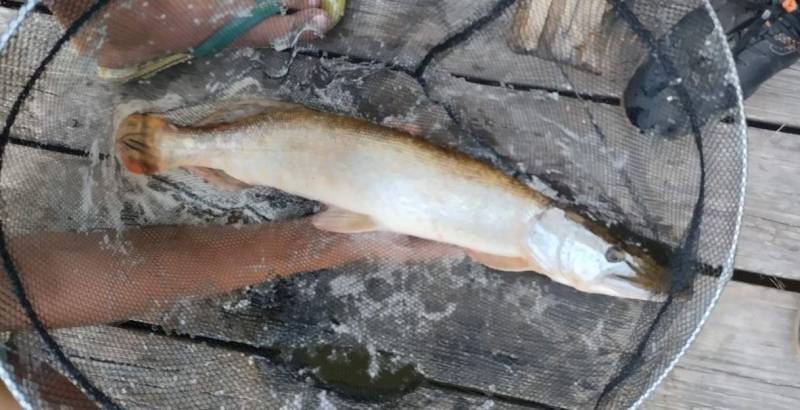 Риболовний звіт по рибі: Щука