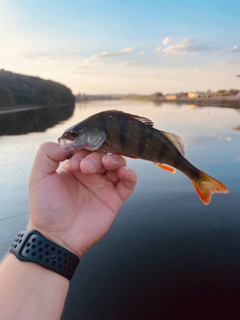Риболовний звіт по рибі: Окунь