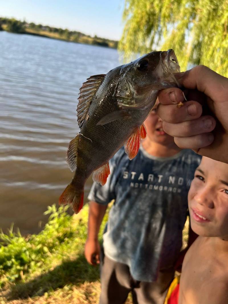 Риболовний звіт по рибі: Окунь