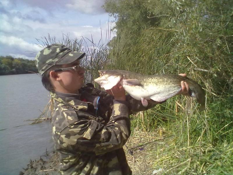 Фотозвіт: Звичайний сом. Місце риболовлі: Одеська область