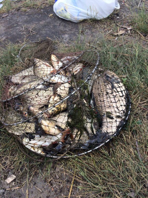 Фотозвіт: Карась. Місце риболовлі: Дніпропетровська область