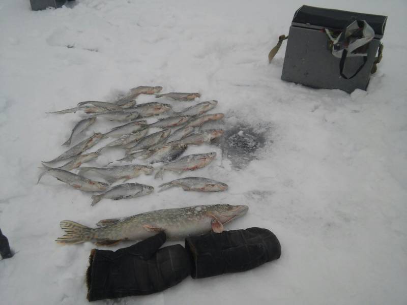 Фотозвіт з риболовлі. Місце: Київська область