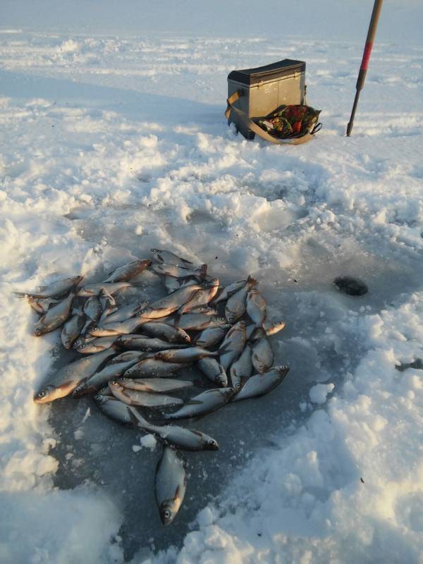 Фотозвіт з риболовлі. Місце: Київ